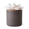 Ceramic Bloom Diffuser - Charcoal by Edens Garden