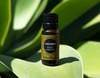 Trending Aroma: Cardamom Essential Oil