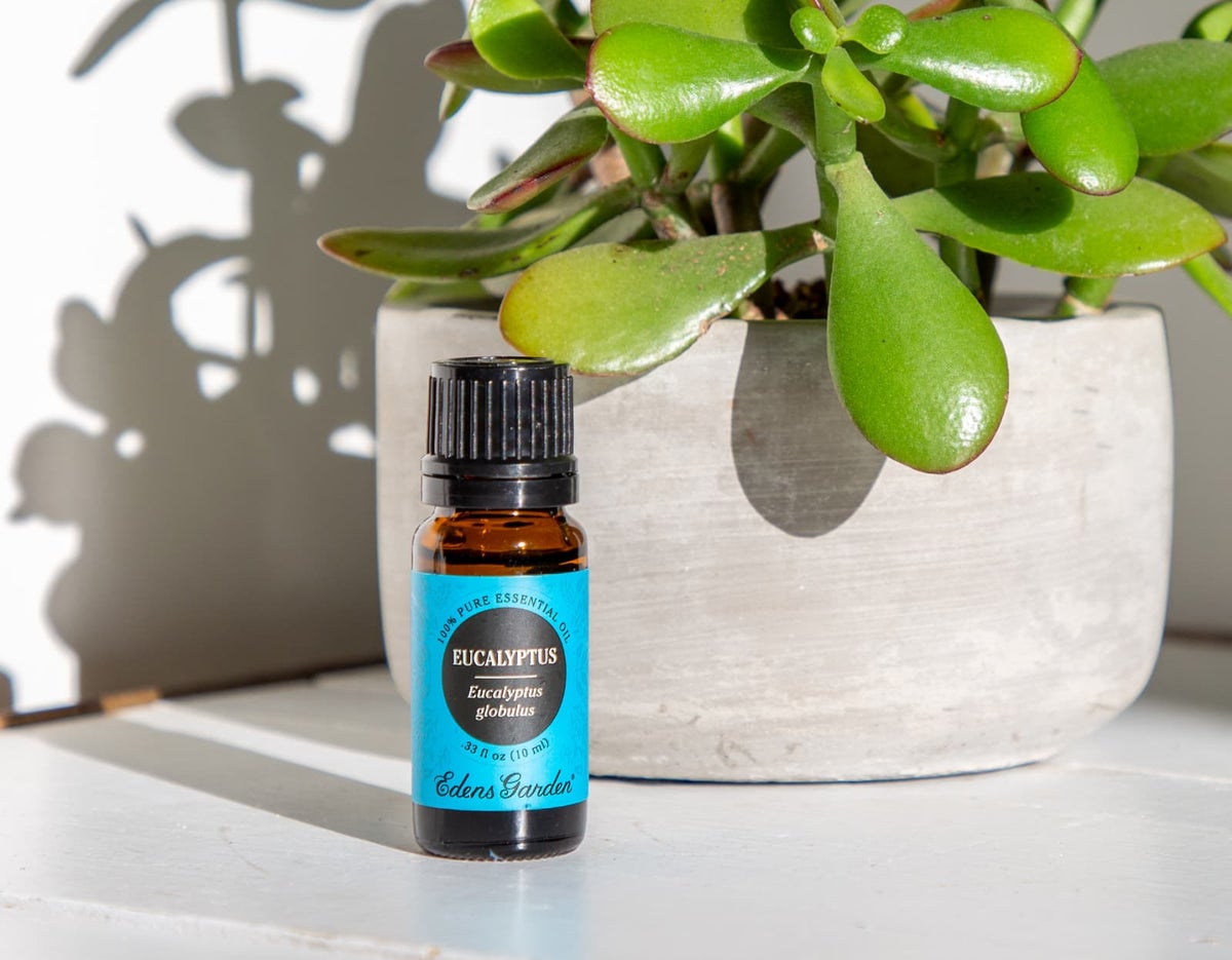 The Best Benefits & Uses For Eucalyptus Essential Oil