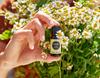 What Are The Top Benefits And Uses Of Copaiba Essential Oil?