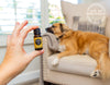 Which Essential Oils Are Safe for Dogs?